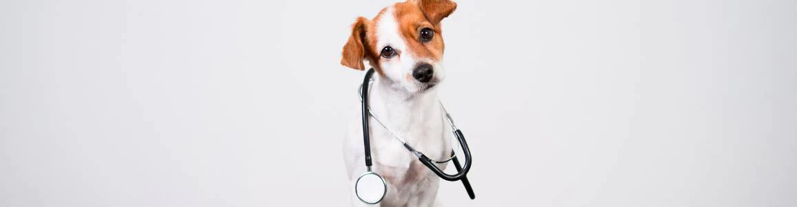 Graduação em Medicina Veterinária: O Caminho para se Tornar um Veterinário de Sucesso